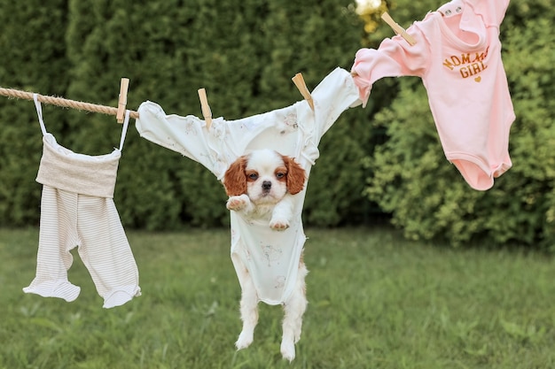 Porträt des Welpen King Charles Spaniel