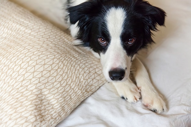 Porträt des Welpenhunde-Grenzcollies lag auf Kissendecke im Bett.