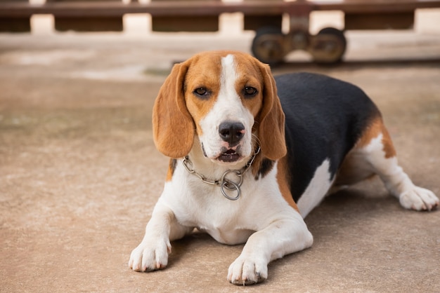 Porträt des Welpenspürhundhundes, Tierkonzept