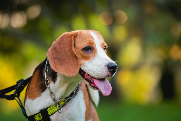 Porträt des Welpenspürhundhundes, Tierkonzept