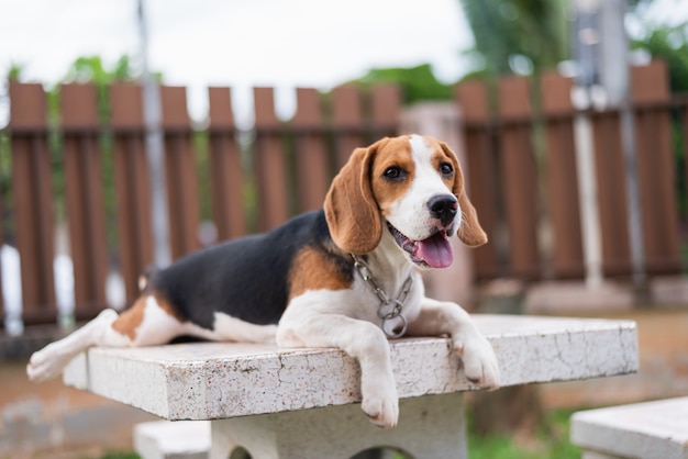 Porträt des Welpenspürhunds auf dem Tisch