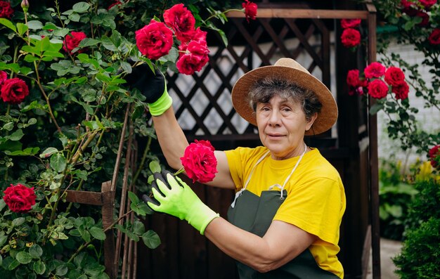 Porträt einer älteren Gärtnerin mit Hut, die in ihrem Garten mit Rosen arbeitet Das Konzept der Gartenarbeit, das Wachsen und Pflegen von Blumen und Pflanzen