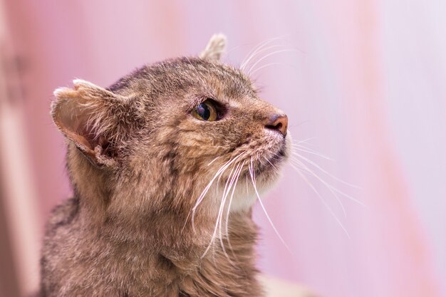 Porträt einer alten Katzennahaufnahme