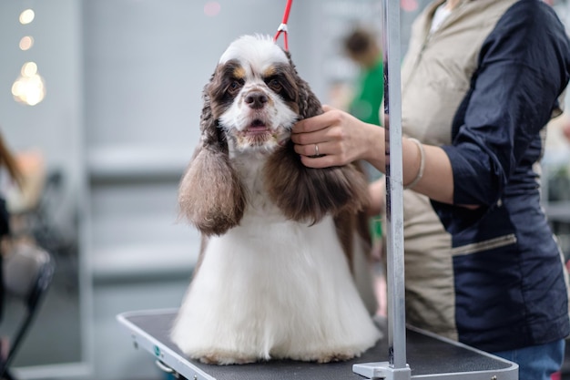 Porträt einer amerikanischen Cockerspaniel-Nahaufnahme mit einer weiblichen Hand, die das Ohr eines Hundes hält