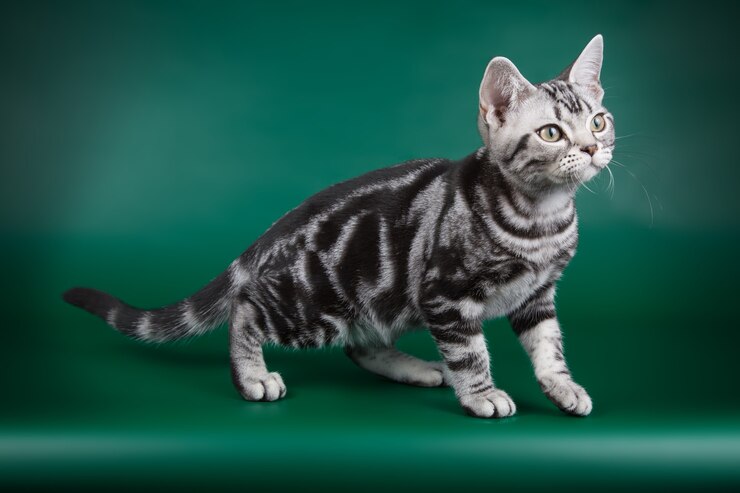 Porträt einer amerikanischen Kurzhaarkatze auf farbiger Wand