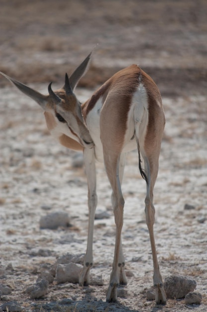 Foto porträt einer antilope