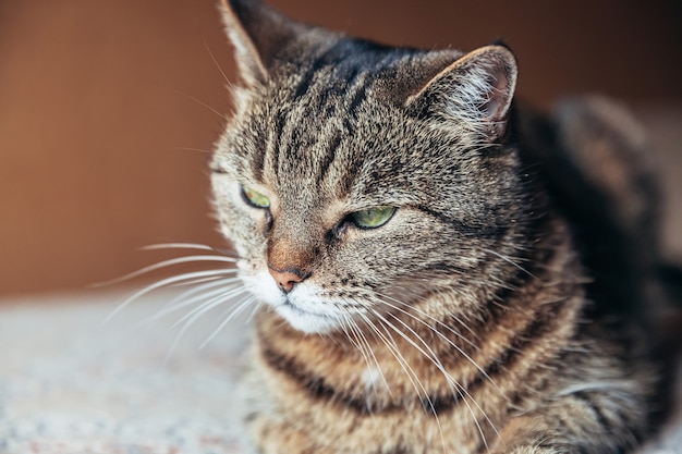 Porträt einer arroganten kurzhaarigen Hauskatze, die sich zu Hause entspannt