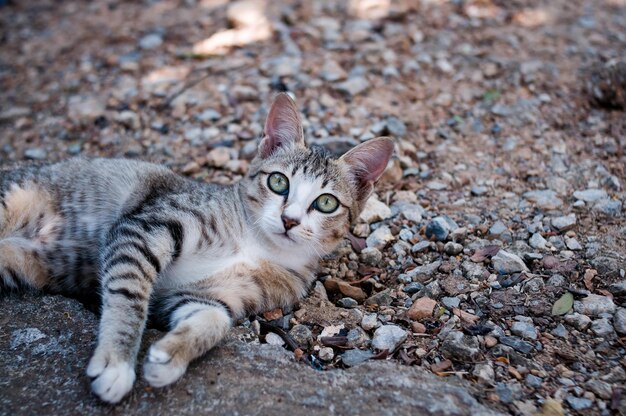 Foto porträt einer auf dem boden liegenden katze