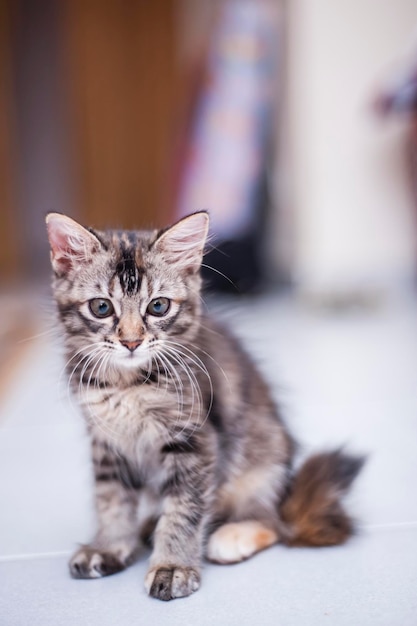 Porträt einer auf dem Boden sitzenden Katze