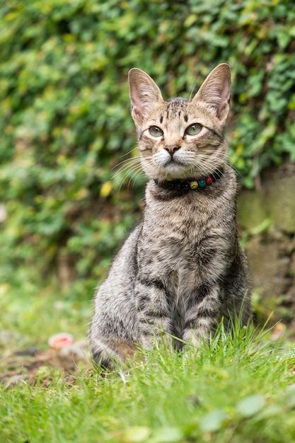 Foto porträt einer auf dem feld sitzenden katze