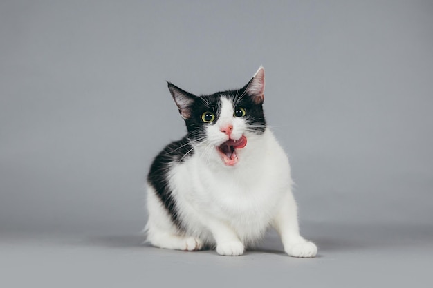 Porträt einer auf grauem Hintergrund sitzenden Katze