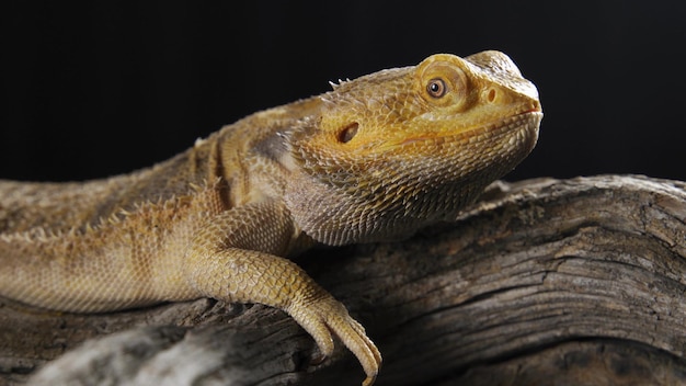 Porträt einer bärtigen Drachen Pogona vitticeps in einem Terrarium