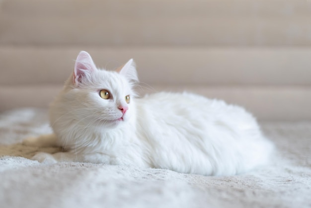 Porträt einer bequemen weißen pelzigen persischen Katze, die auf dem Sofa liegt.