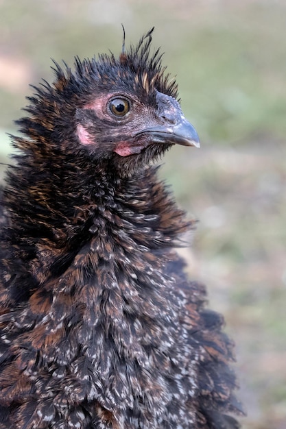 Porträt einer borstigen schwarzen Henne auf dem schönen unscharfen Hintergrund