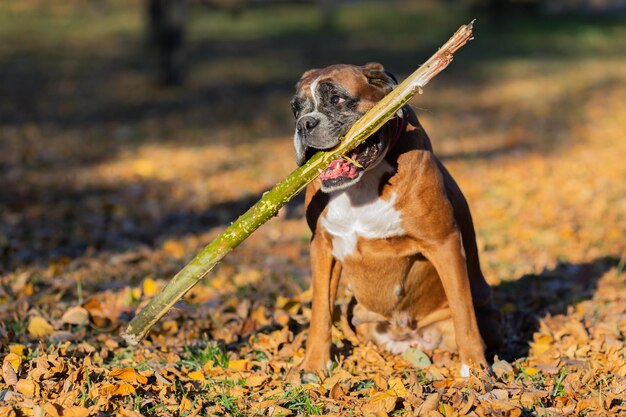 Porträt einer Boxer-Hundrasse mit einem Stock in den Zähnen