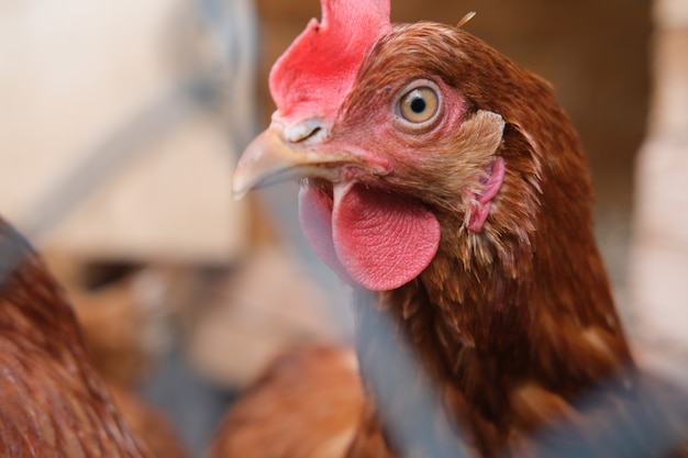 Porträt einer braunen Henne in einem Hühnerhauskonzept hausgemachte Hühnernaturprodukte und Eier