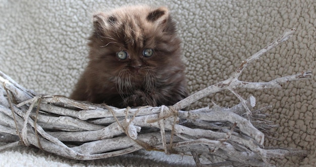 Foto porträt einer britischen langhaarigen katze durch einen baumstück auf einer decke