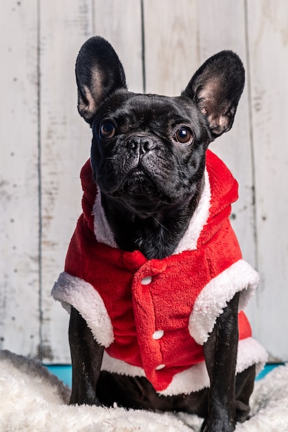 Foto porträt einer bulldogge in einem roten weihnachtsmannanzug