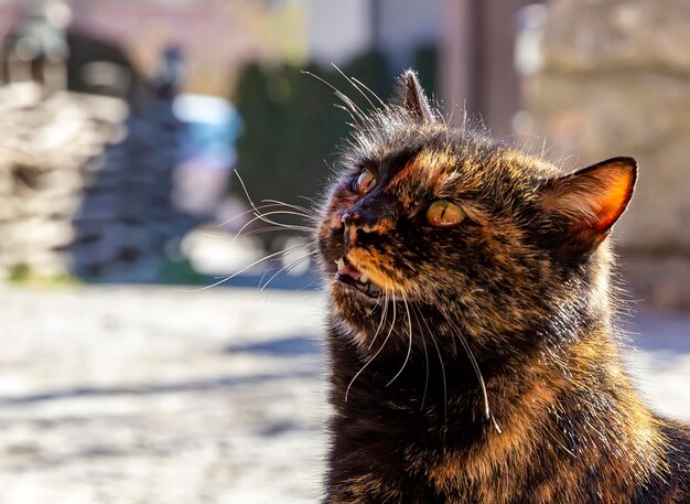 Porträt einer bunten Katze, die aus der Nähe schaut