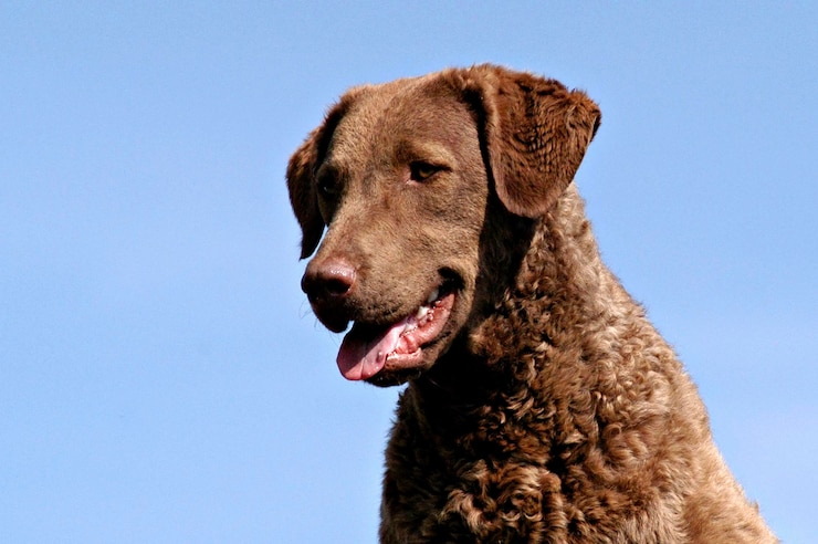 Foto porträt einer dunklen chesapeake bay retriever schlampe vor dem blauen himmel