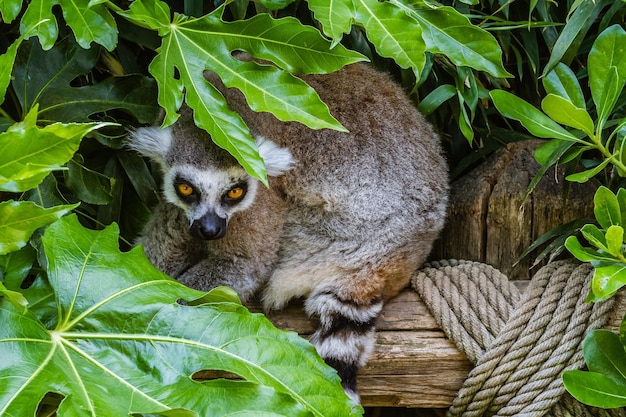 Foto porträt einer eidechse