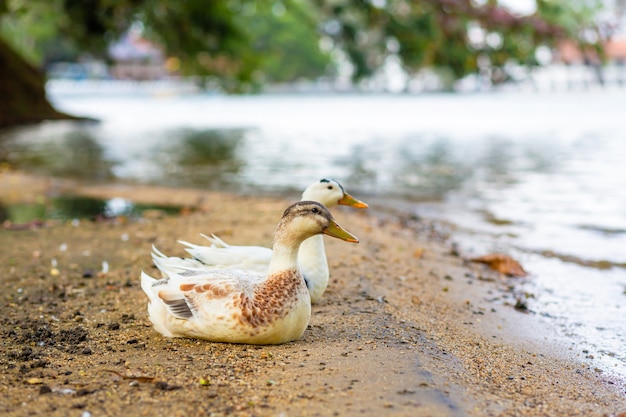 Porträt einer Ente, die nahe dem See stillsteht.