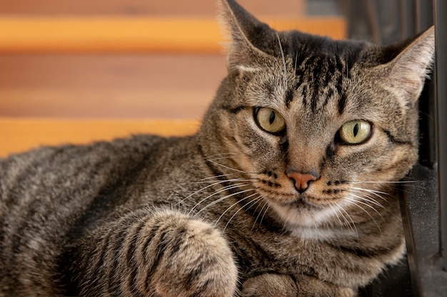 Foto porträt einer entzückenden hauskatze