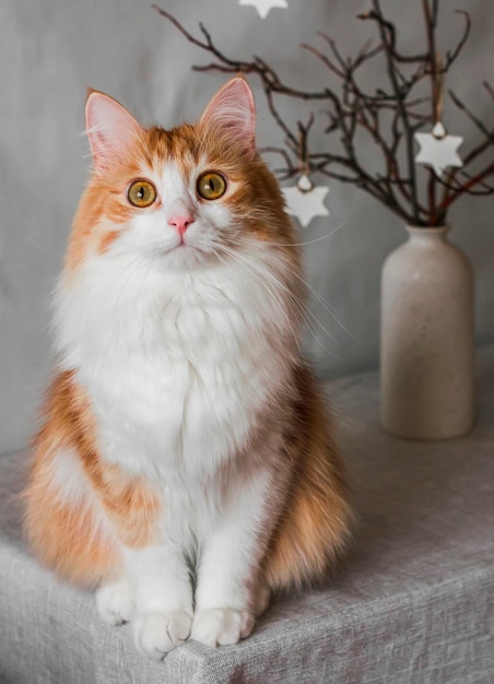 Porträt einer entzückenden roten Hauskatze, die auf einem Tisch sitzt