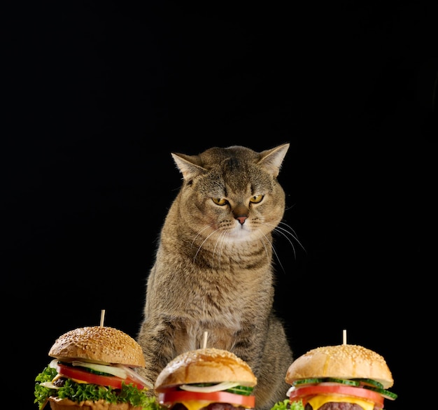 Porträt einer erwachsenen grauen Katze Scottish Straight schaut traurig Cheeseburger mit einem Sesambrötchen an