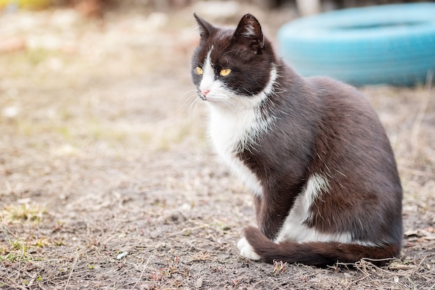 Porträt einer flauschigen Katze im Freien