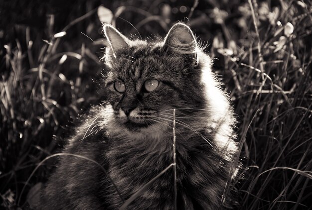 Porträt einer flauschigen Katze im Gras