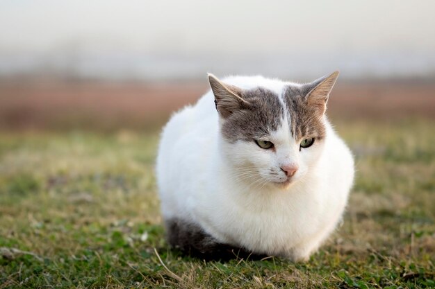 Porträt einer flauschigen Katze, verschwommener Hintergrund, horizontale Ansicht