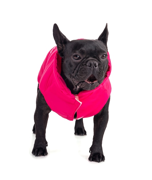 Porträt einer französischen Bulldogge mit rosa Fell auf weißem Hintergrund