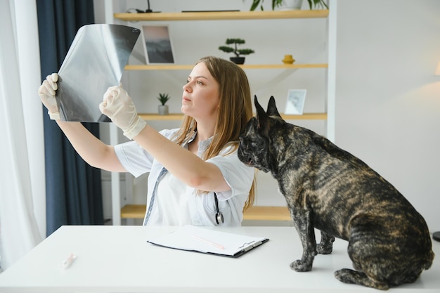 Porträt einer französischen Bulldogge Veterinärmedizinisches Konzept Rassehunde Lustige Tiere Gemischte Medien