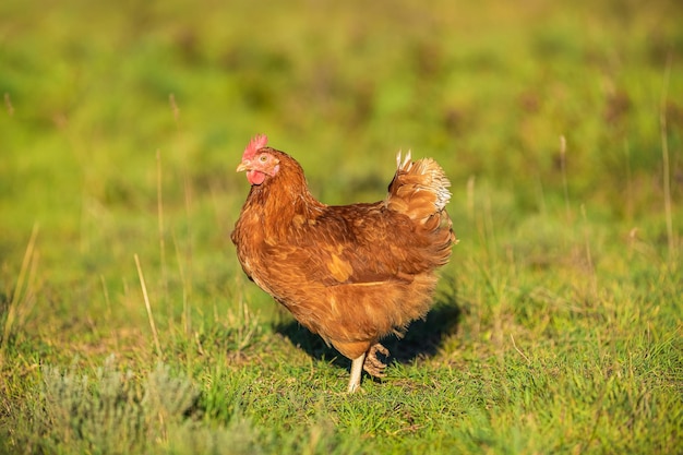 Porträt einer freilaufenden Henne auf einem Bauernhof