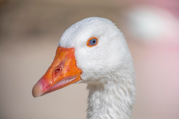 Foto porträt einer gans