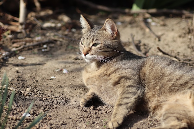 Porträt einer gestreiften Hauskatze, die an einem sonnigen Tag im Freien posiert