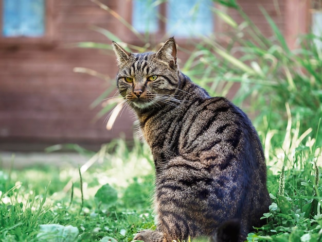 Porträt einer gestreiften Katze HaustiereSchutz vor Zecken