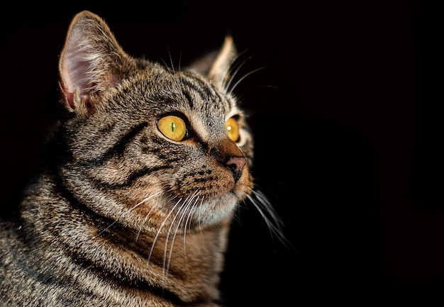 Porträt einer gestreiften Katze mit gelben Augen auf schwarzem Hintergrund Platz für Text