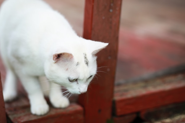 Porträt einer gestreiften Katze, Nahaufnahme einer süßen kleinen grauen Katze, Porträt einer ruhenden Katze