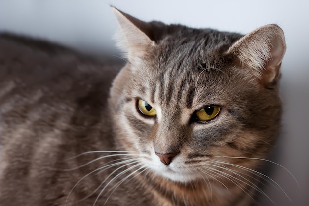 Porträt einer getigerten grauen Hauskatze