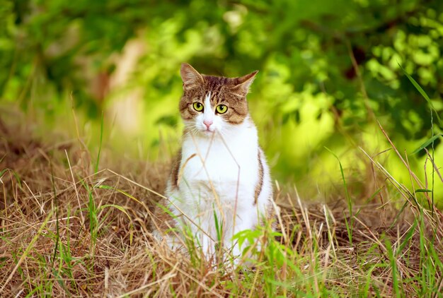 Porträt einer getigerten grauen streunenden Katze mit grünem Auge, die im Gras sitzt und schaut, tierischer natürlicher Hintergrund