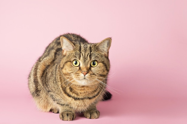 Porträt einer getigerten Katze, die auf einem rosa Hintergrund in die Kamera schaut.