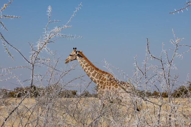 Porträt einer Giraffe in freier Wildbahn in Afrika