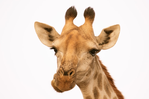 Foto porträt einer giraffe lokalisiert auf weiß