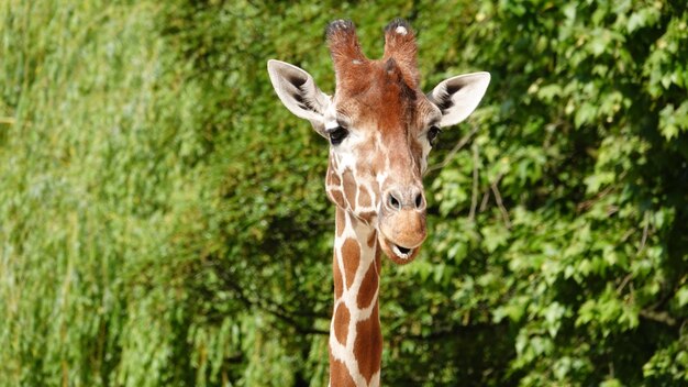 Foto porträt einer giraffe