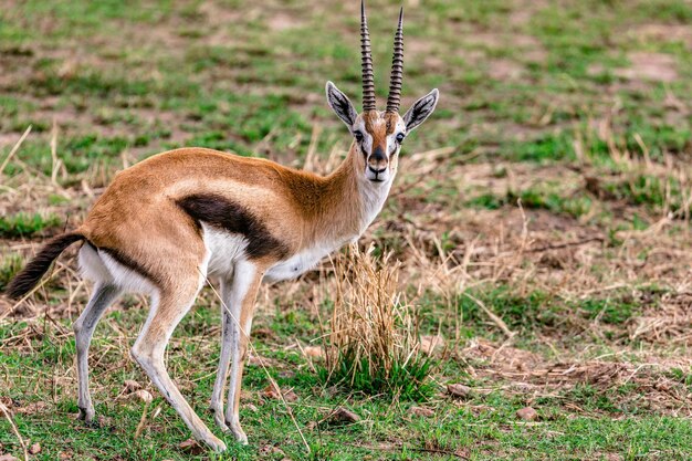 Foto porträt einer giraffe