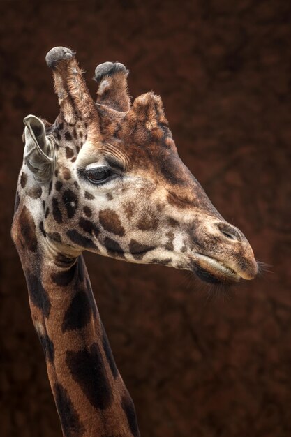 Porträt einer Giraffe