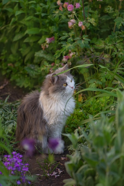 Porträt einer glücklichen jungen Katze in der Natur Graue, flauschige Katze sitzt im Garten Langhaarige Katze modelliert Foto am Sommertag