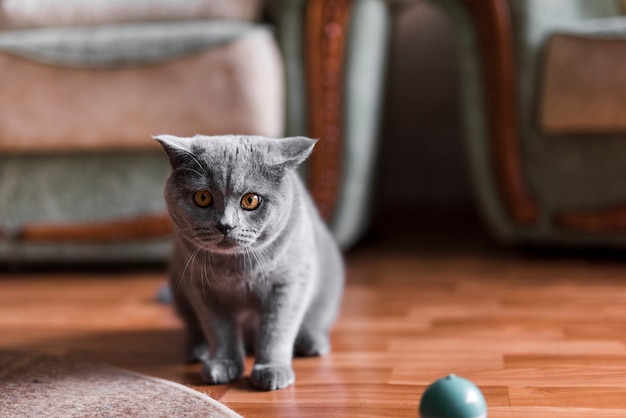 Porträt einer grauen Britisch Kurzhaar-Katze auf Fußboden